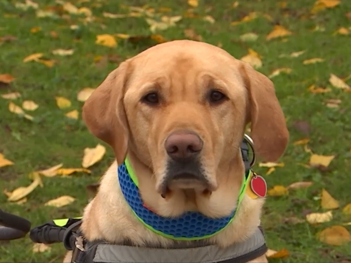 Najvýraznejšia zmena sa týka psov so špeciálnym výcvikom ako sú vodiace, asistenčné či signalizačné.