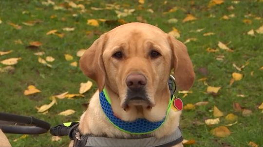 Najvýraznejšia zmena sa týka psov so špeciálnym výcvikom ako sú vodiace, asistenčné či signalizačné.