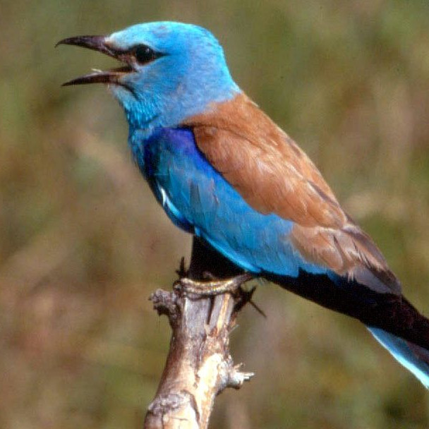 Na snímke krakľa belasá.