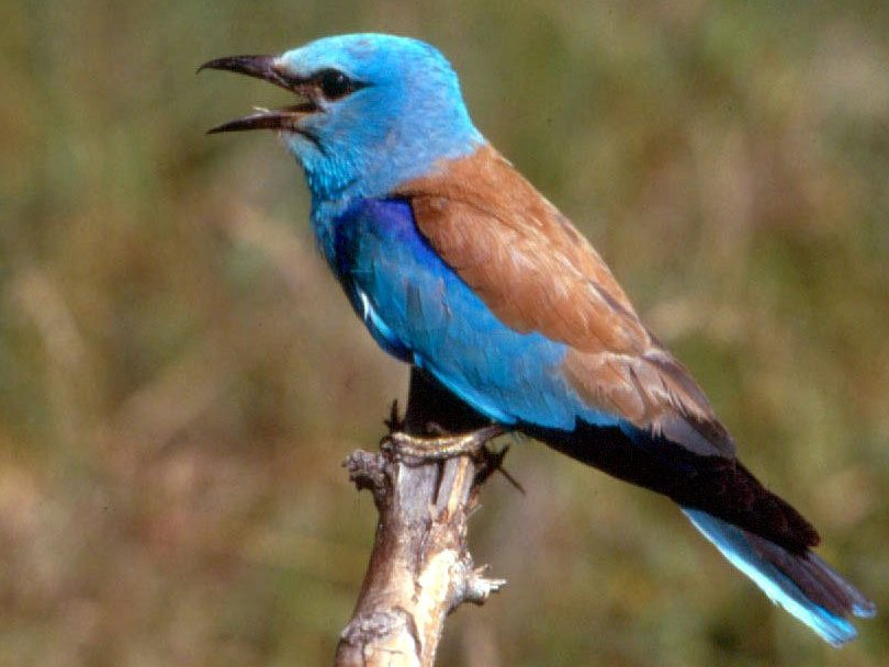 Na snímke krakľa belasá.