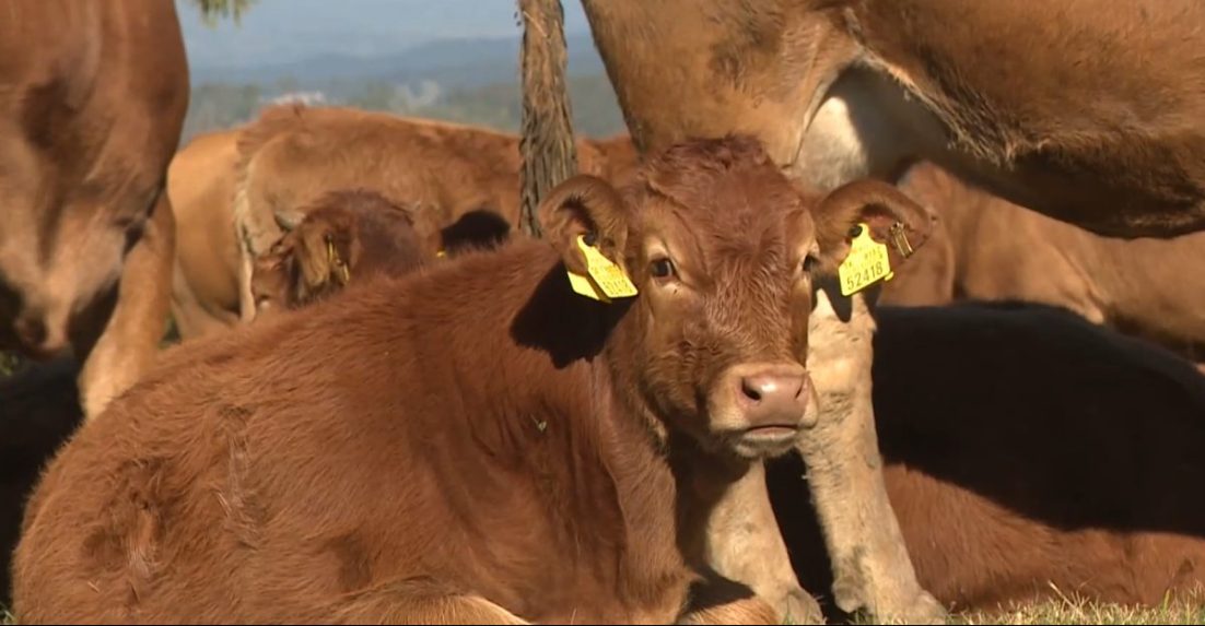 Na ilustračnej snímke teľa.