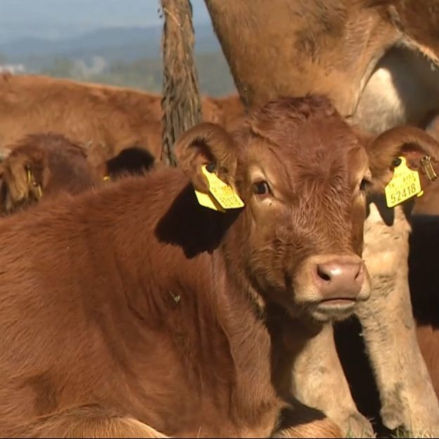 Na ilustračnej snímke teľa.