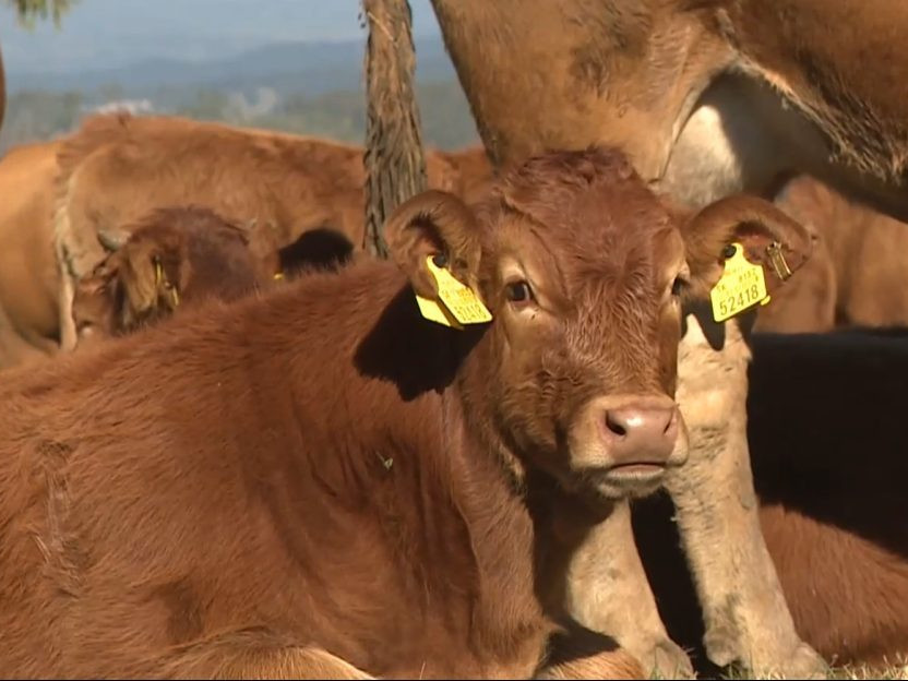 Na ilustračnej snímke teľa.