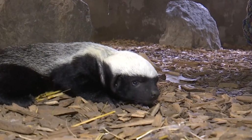 Na snímke mediar svetlochrbtý.