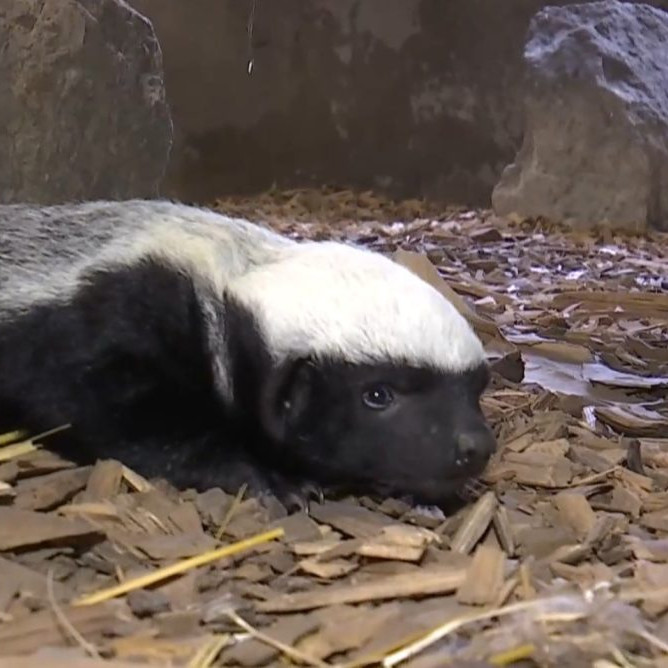 Na snímke mediar svetlochrbtý.