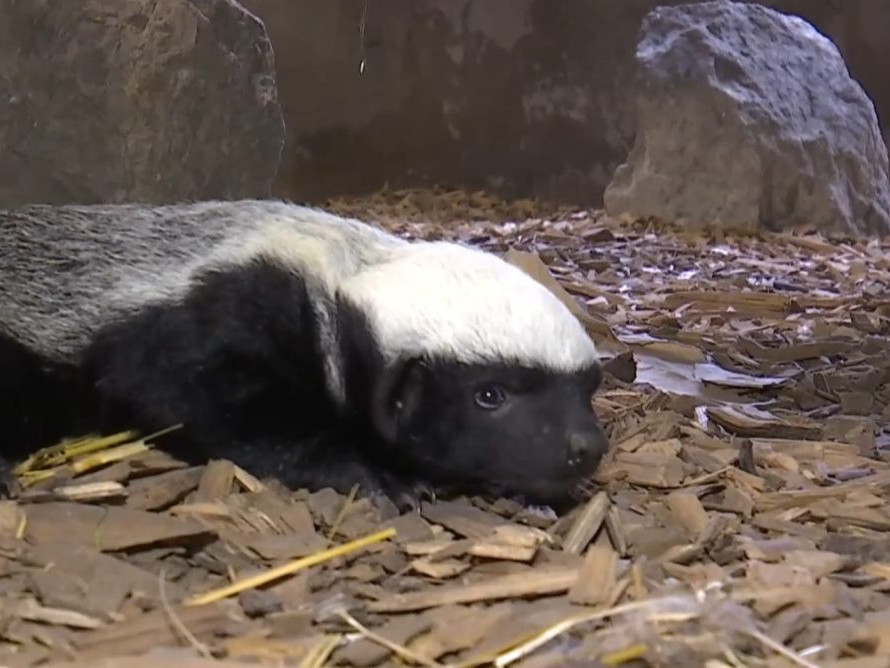 Na snímke mediar svetlochrbtý.