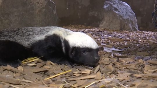 Na snímke mediar svetlochrbtý.