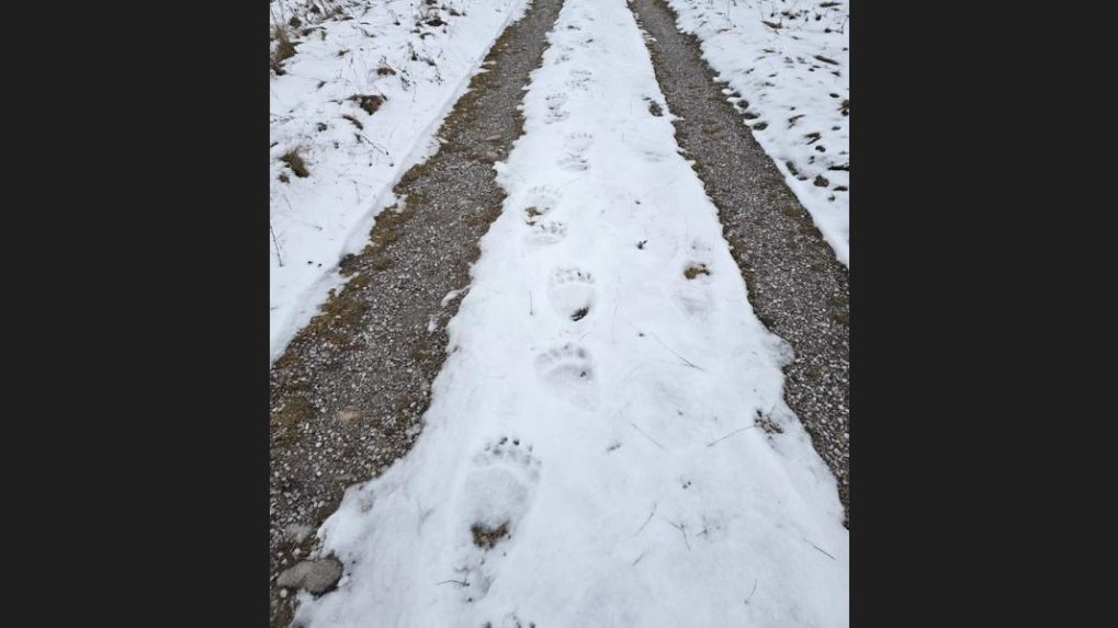 Medvedie stopy v snehu.