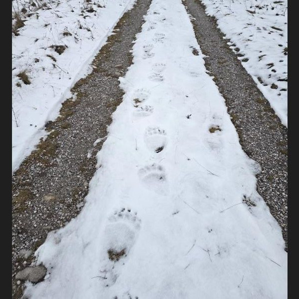 Medvedie stopy v snehu.