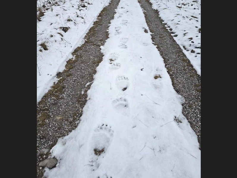 Medvedie stopy v snehu.