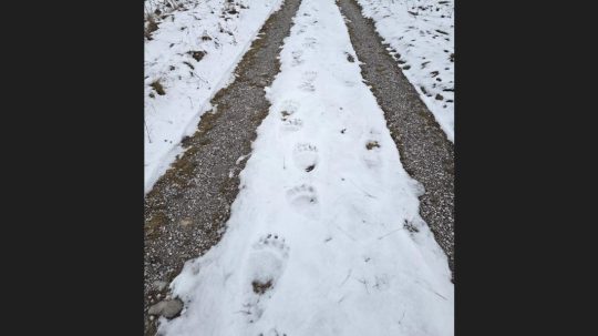 Medvedie stopy v snehu.