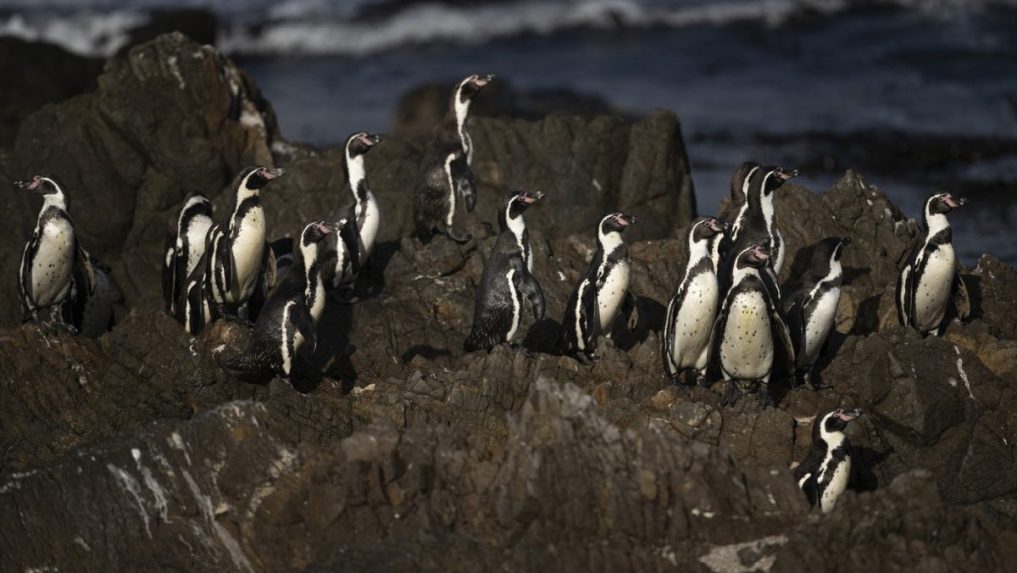V Čile žije 80 percent svetovej populácie tučniakov Humboldtových.