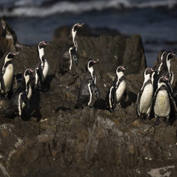 V Čile žije 80 percent svetovej populácie tučniakov Humboldtových.