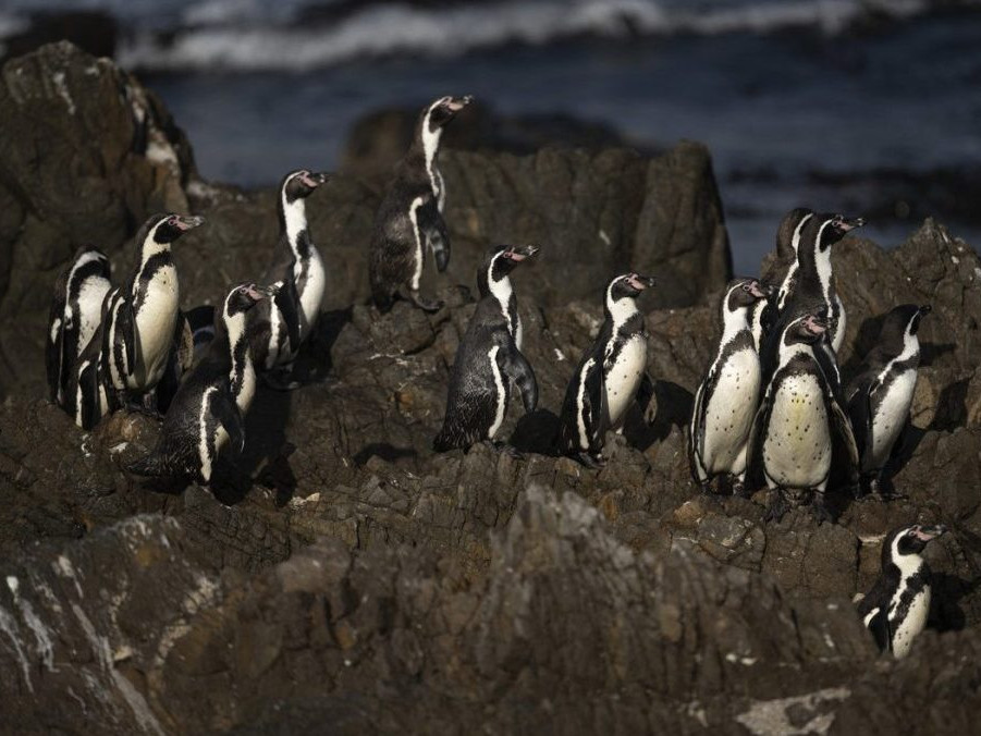 V Čile žije 80 percent svetovej populácie tučniakov Humboldtových.