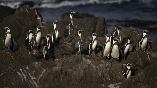 V Čile žije 80 percent svetovej populácie tučniakov Humboldtových.