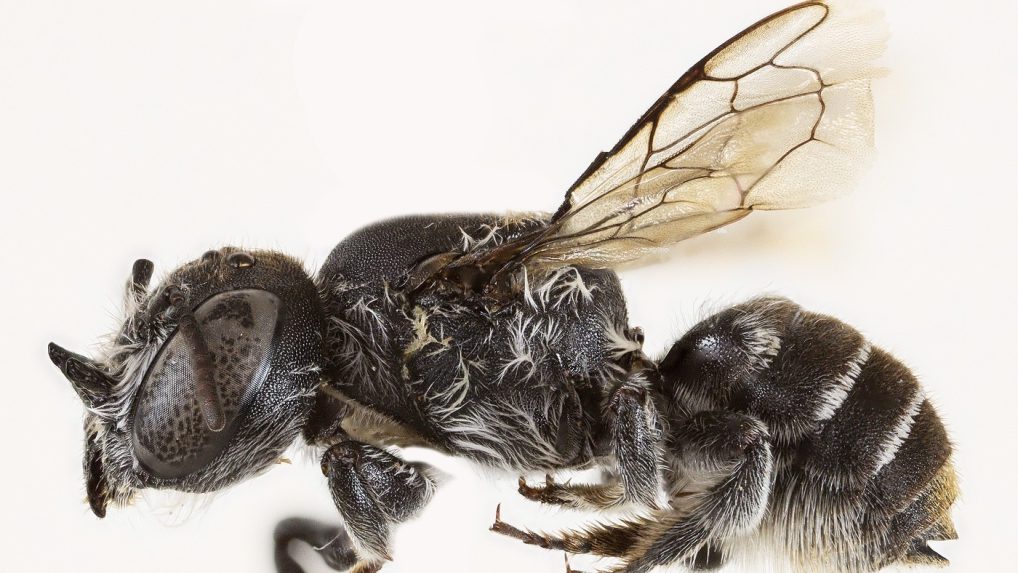 novoobjavená včela Lucifer