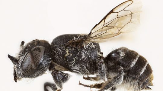 novoobjavená včela Lucifer