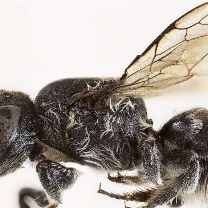 novoobjavená včela Lucifer