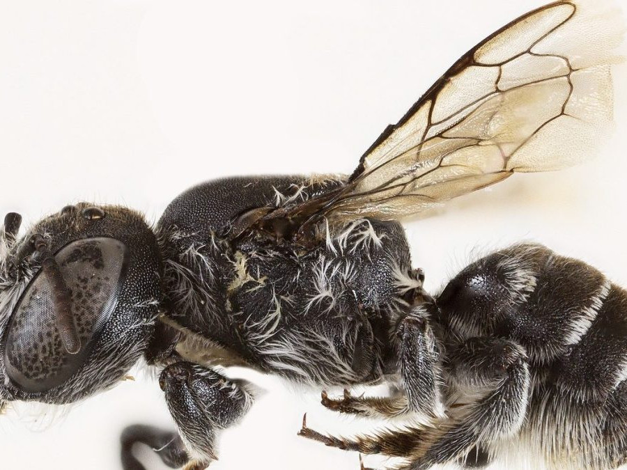 novoobjavená včela Lucifer