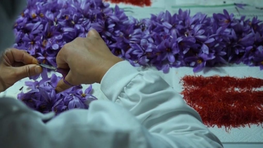 Na snímke spracovanie šafranu.