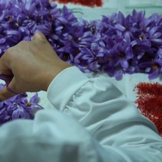 Na snímke spracovanie šafranu.