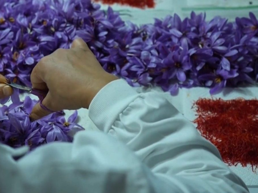 Na snímke spracovanie šafranu.