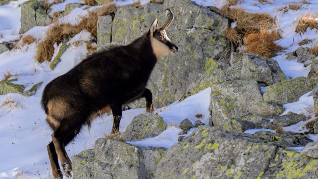 Na snímke kamzík v Tatrách.