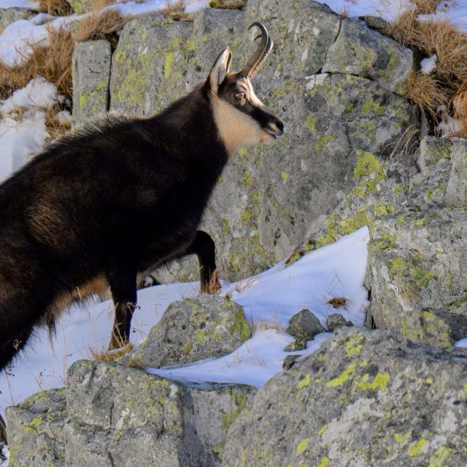 Na snímke kamzík v Tatrách.