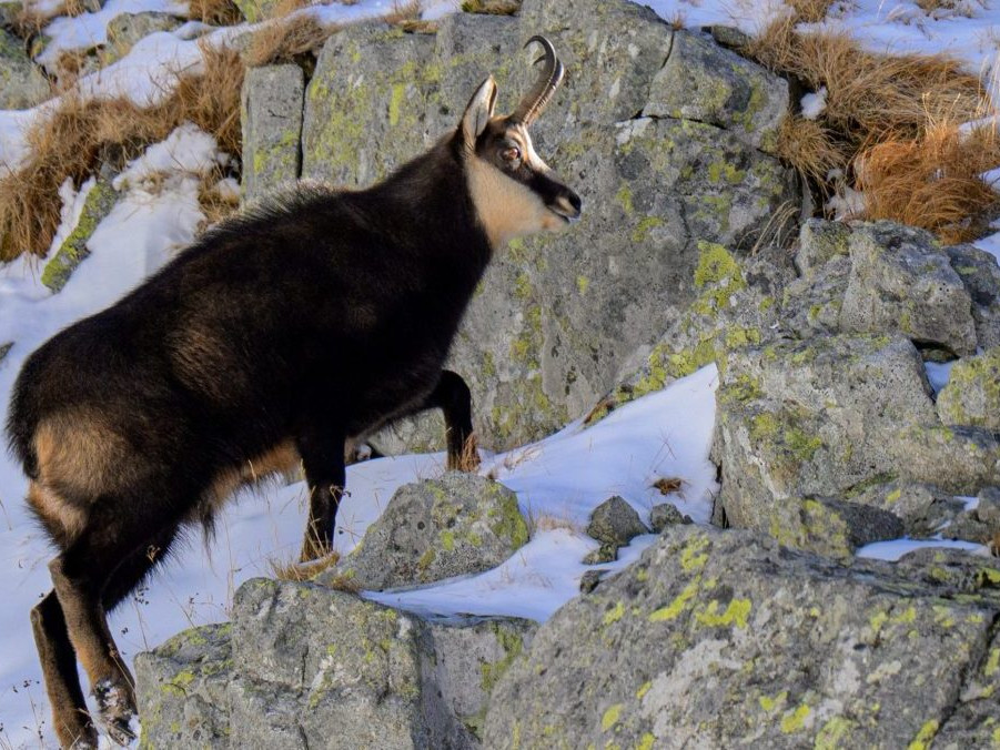 Na snímke kamzík v Tatrách.