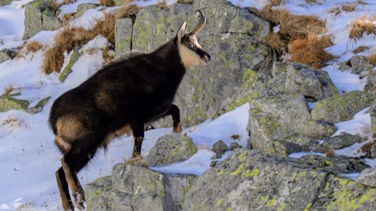 Na snímke kamzík v Tatrách.