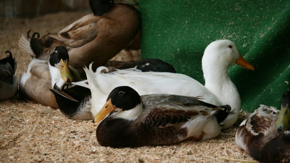 Ilustračná snímka chovu hydiny.