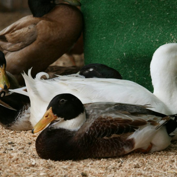 Ilustračná snímka chovu hydiny.