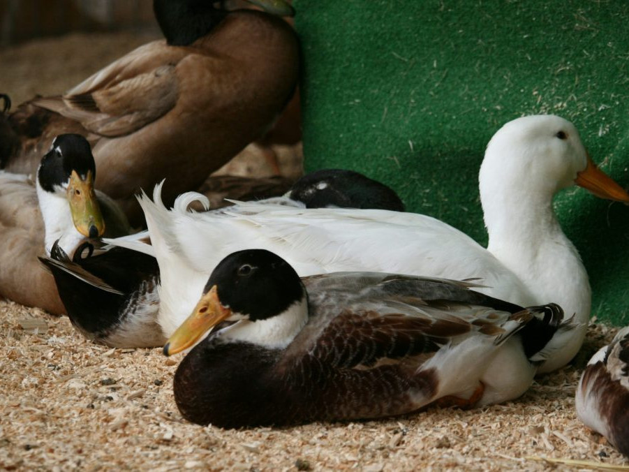 Ilustračná snímka chovu hydiny.