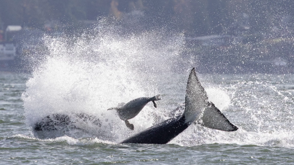 Zábery tuleňa medzi kosatkami zachytili fotografi.