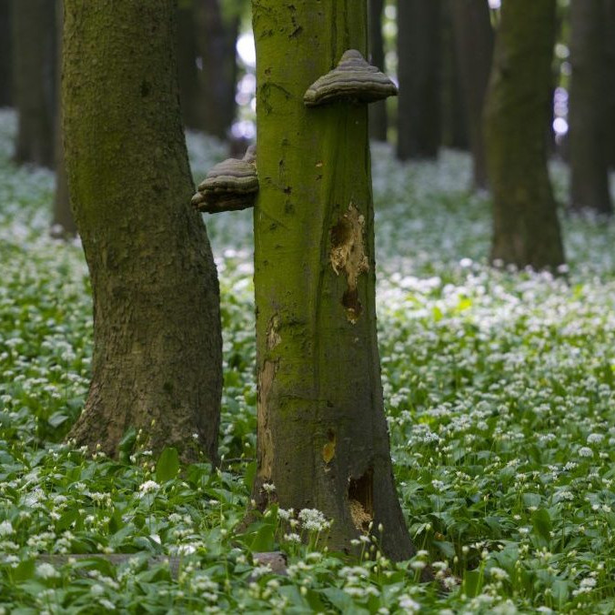 Na snímke medvedí cesnak pod vrcholom Vápenej.