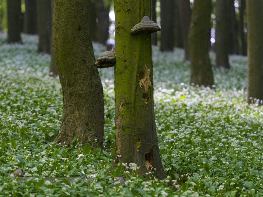 Na snímke medvedí cesnak pod vrcholom Vápenej.