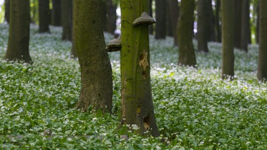 Na snímke medvedí cesnak pod vrcholom Vápenej.