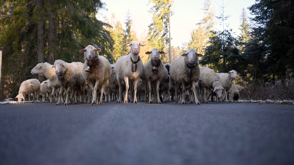 Valasi museli kvôli snehu z vitanovských holí stiahnuť stovky oviec späť do maštalí.