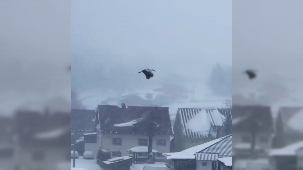 Bocian v zasneženej Oravskej Lesnej.