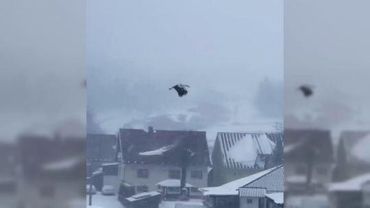 Bocian v zasneženej Oravskej Lesnej.