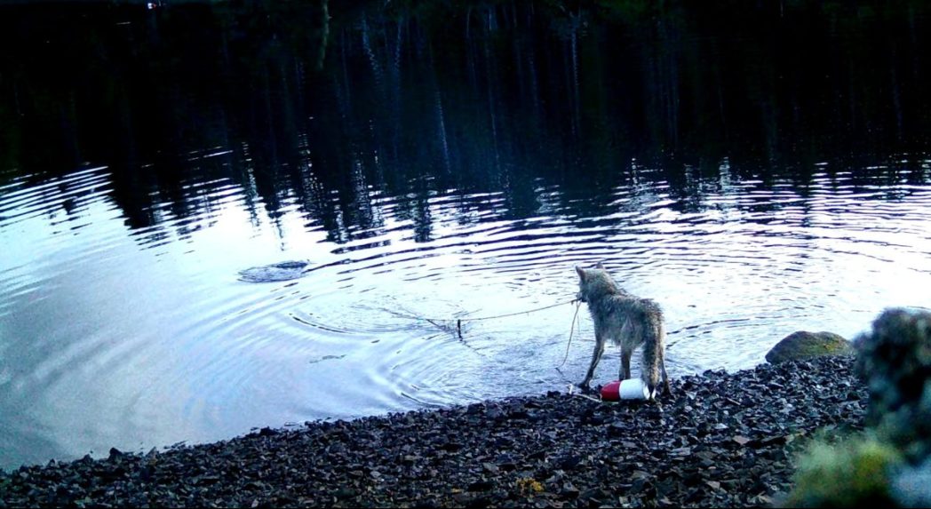 Na snímke vlk, ktorého vedci prichytili pri používaní siete.