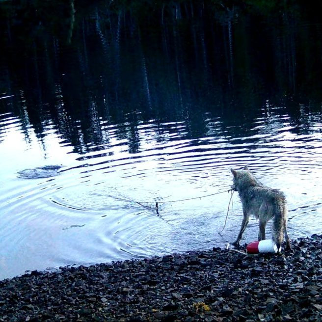 Na snímke vlk, ktorého vedci prichytili pri používaní siete.