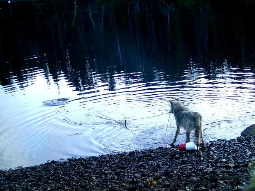 Na snímke vlk, ktorého vedci prichytili pri používaní siete.