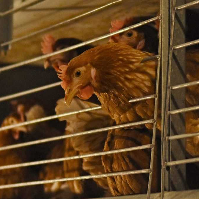 Sliepky v klietkovom veľkochove.