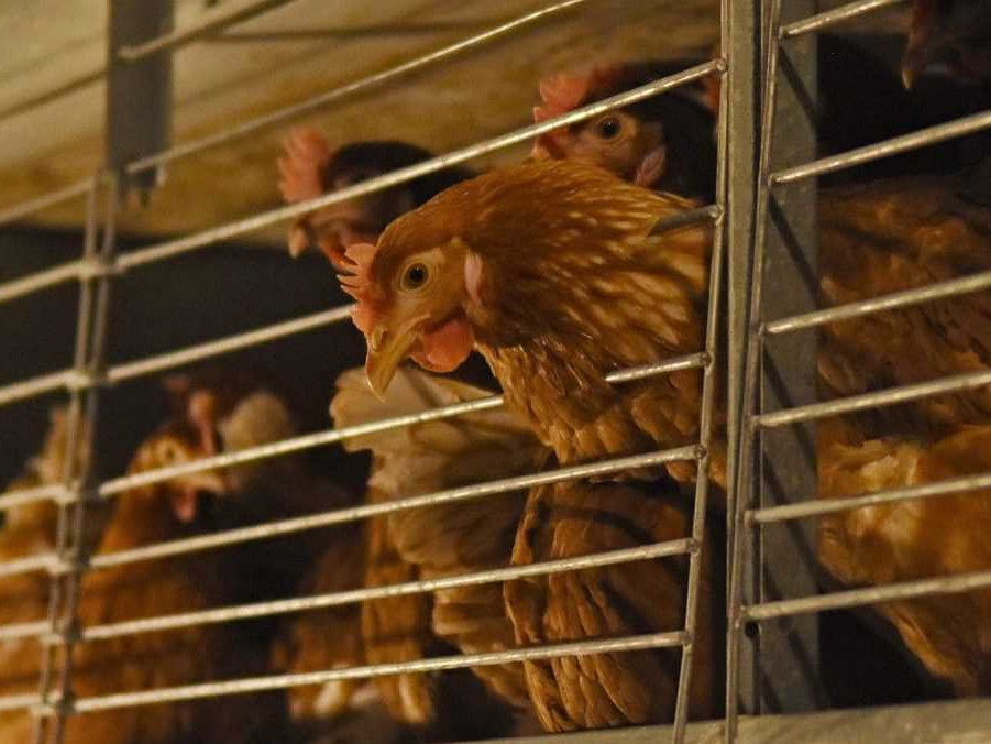 Sliepky v klietkovom veľkochove.