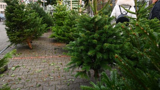 živé vianočné stromčeky