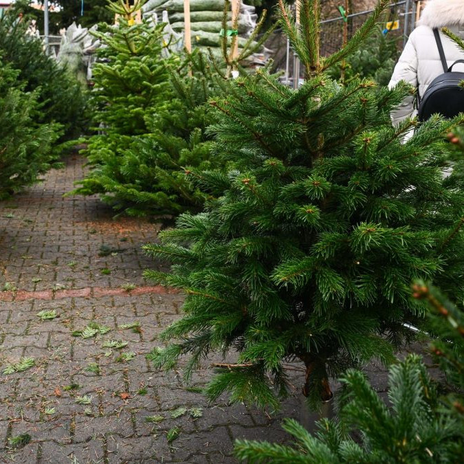živé vianočné stromčeky