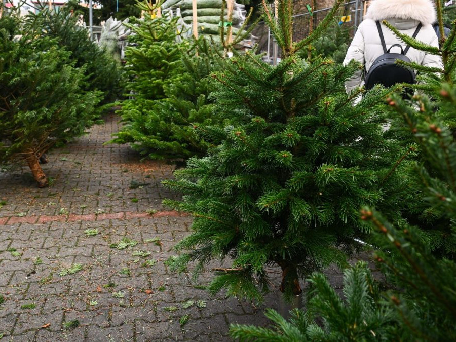 živé vianočné stromčeky