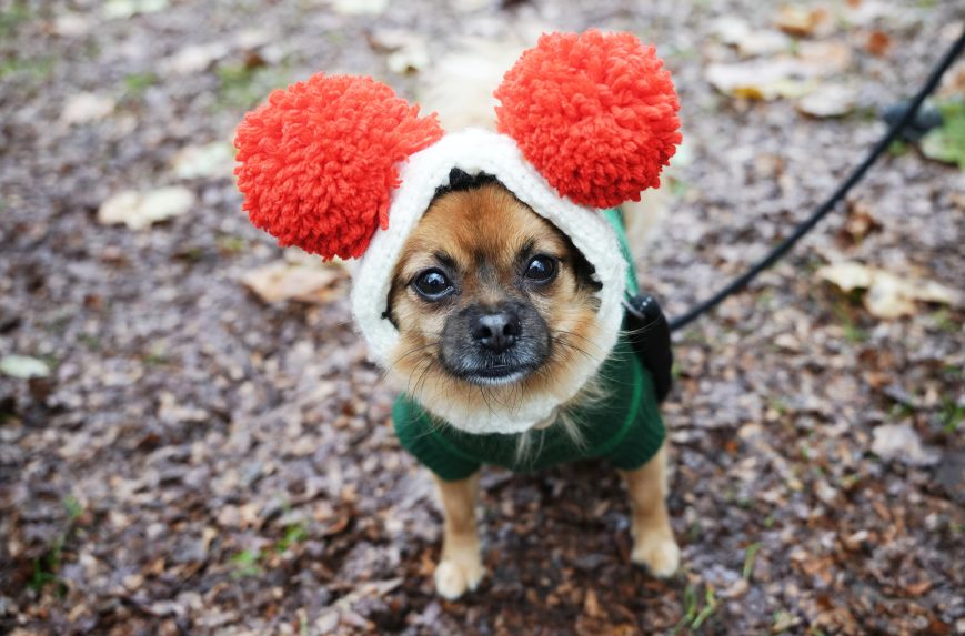 Na snÃƒÂ­mke psy vo vianoÃ„ÂnÃƒÂ½ch kostÃƒÂ½moch.