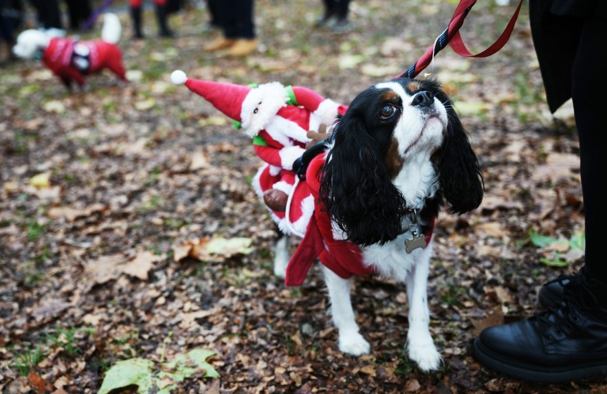 Na snÃƒÂ­mke psy vo vianoÃ„ÂnÃƒÂ½ch kostÃƒÂ½moch.